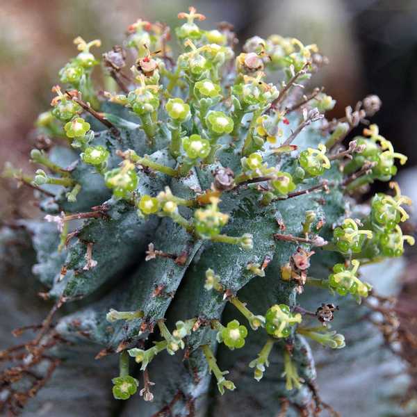 Image of Euphorbia polygona var. minor